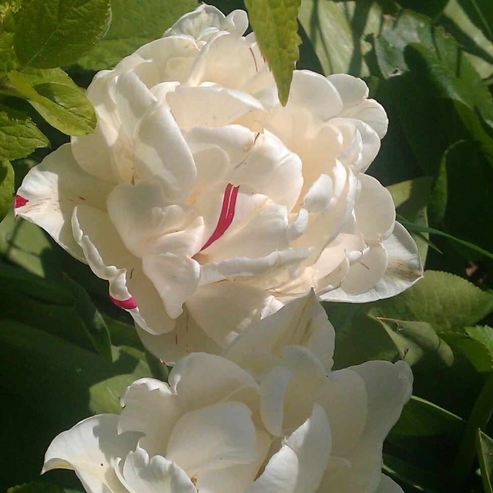 Plant image Tulipa 'White Parrot'