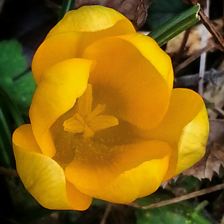 Plant image Crocus flavus subsp. flavus