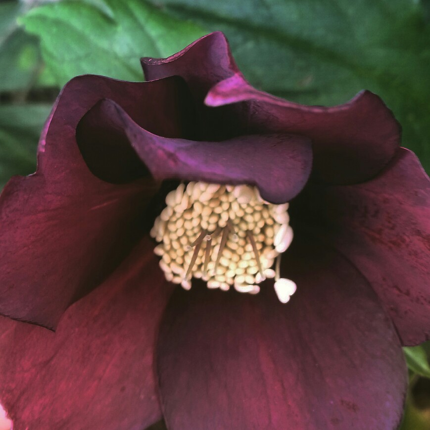 Plant image Helleborus x hybridus 'Queen Of The Night' (Queen Series)