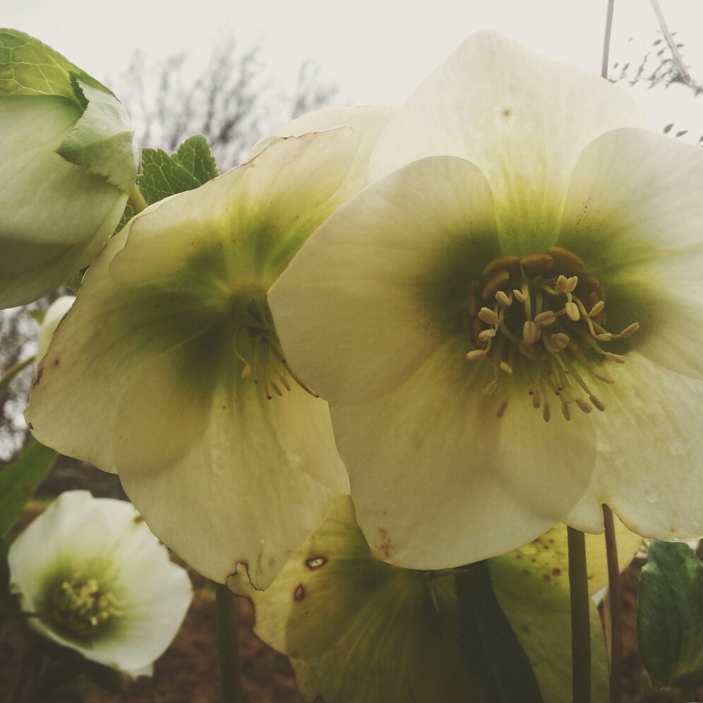 Plant image Helleborus x nigercors 'Emma'