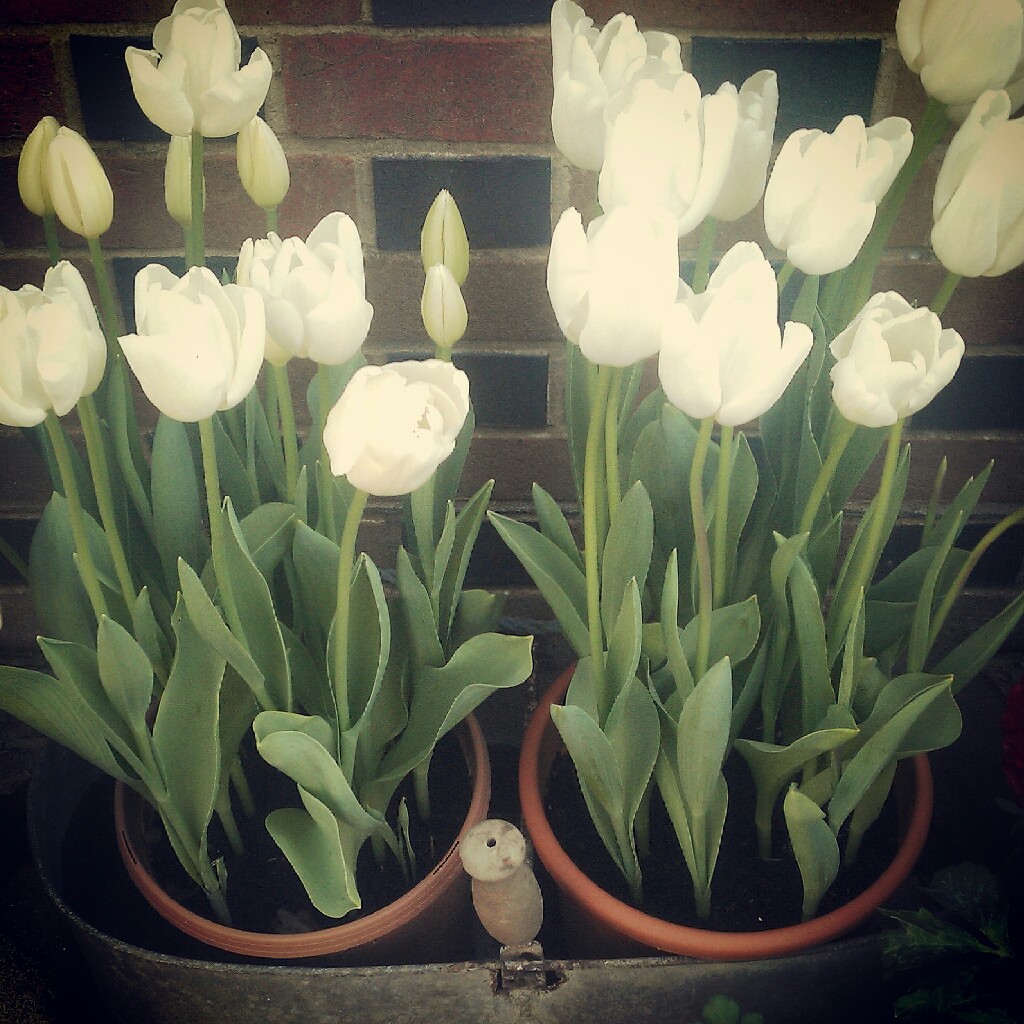 Plant image Tulipa 'White Triumphator'