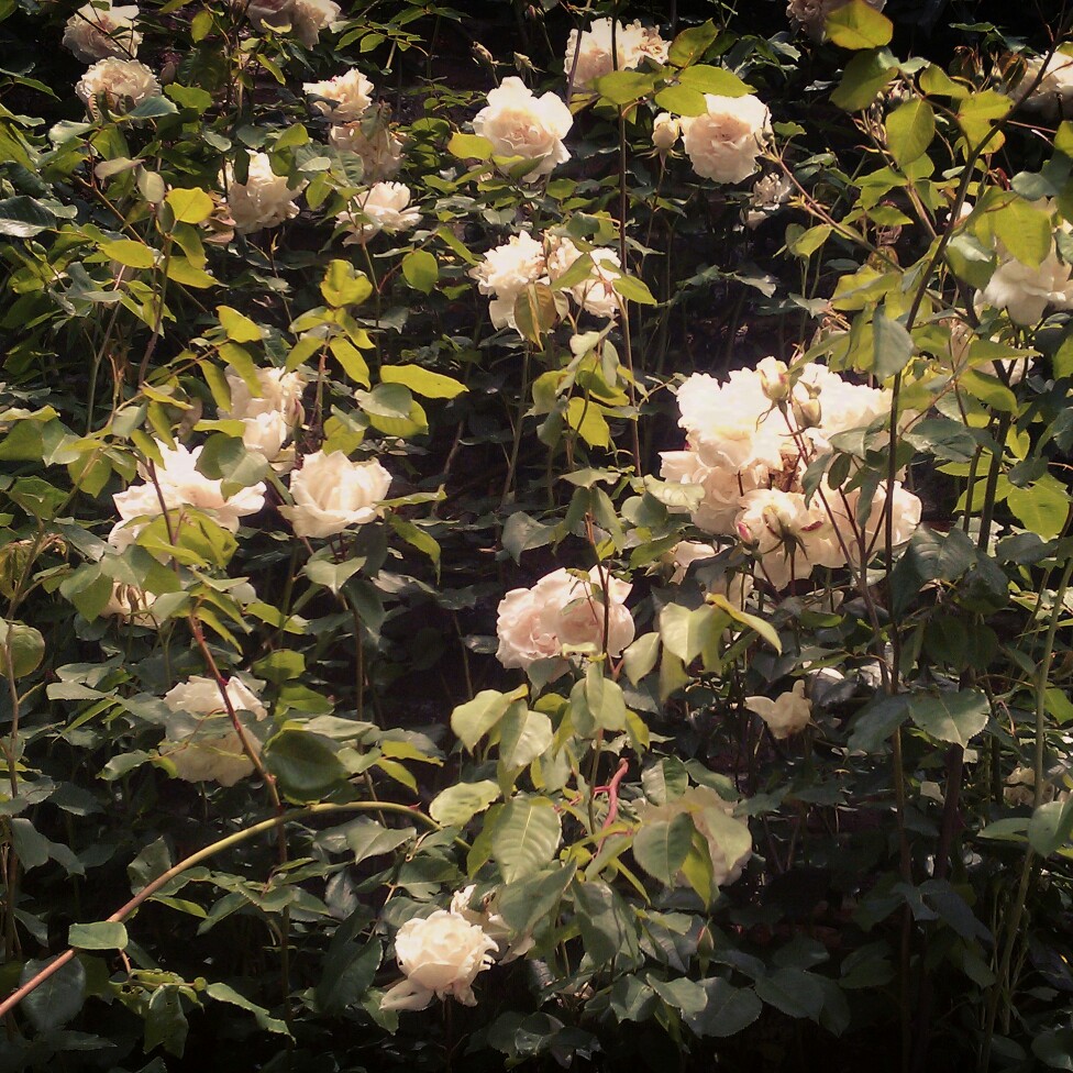 Plant image Rosa 'Madame Alfred Carrière'