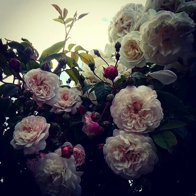 Plant image Rosa 'Félicité Perpétue' syn. Rosa 'Félicité et Perpétue', Rosa 'Lily Ito', Rosa 'Seven Sisters'