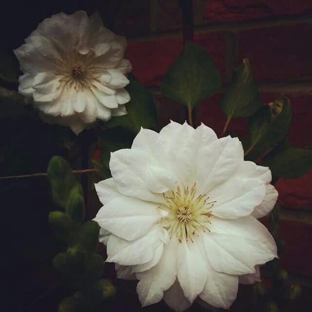 Clematis 'Duchess of Edinburgh'