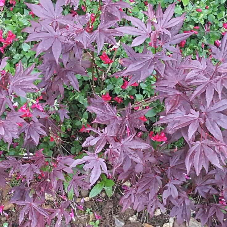 Japanese Maple 'Atropurpureum'