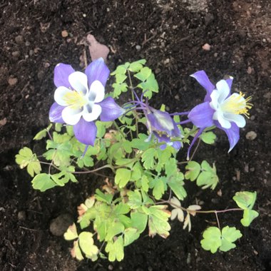 Columbine