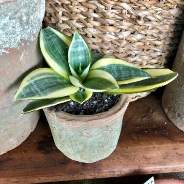 Sansevieria trifasciata 'Golden Hahnii'