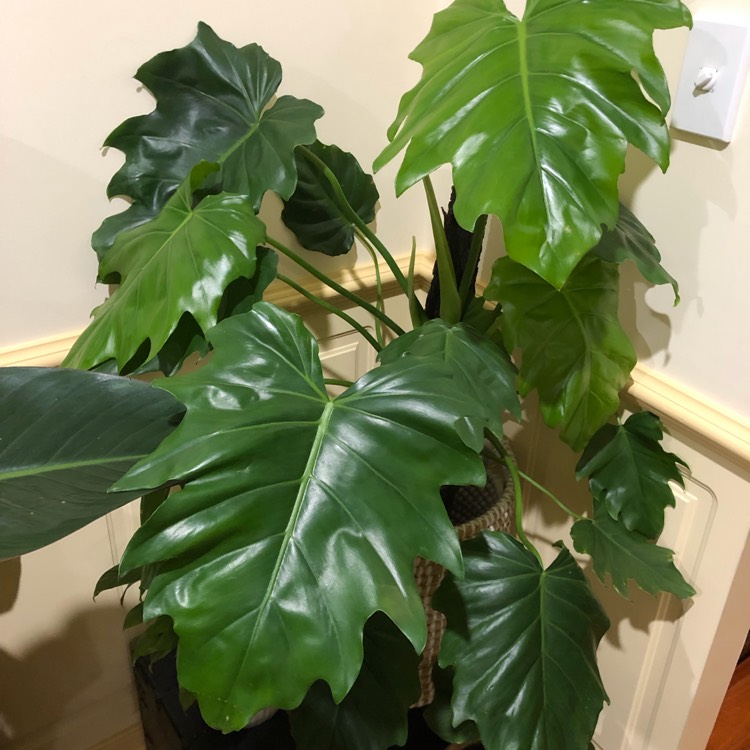 Plant image Philodendron lacerum