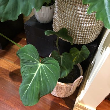 Philodendron gloriosum