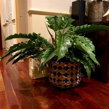 Philodendron 'Jungle Boogie'