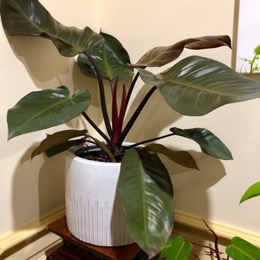 Philodendron 'Black Cardinal' syn. Philodendron erubescens 'Black Cardinal'