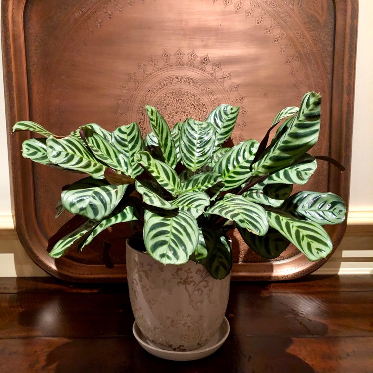 Plant image Calathea 'Burle Marxii'