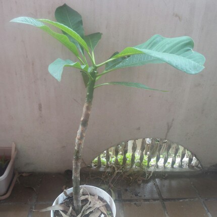 Plumeria rubra 'Sorbet Ripple'