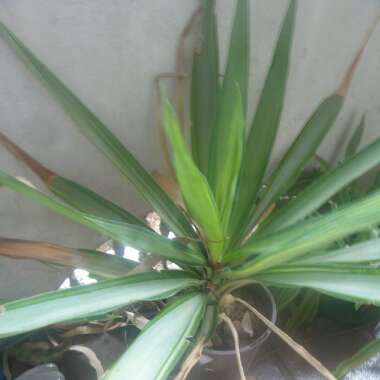 Variegated Yucca