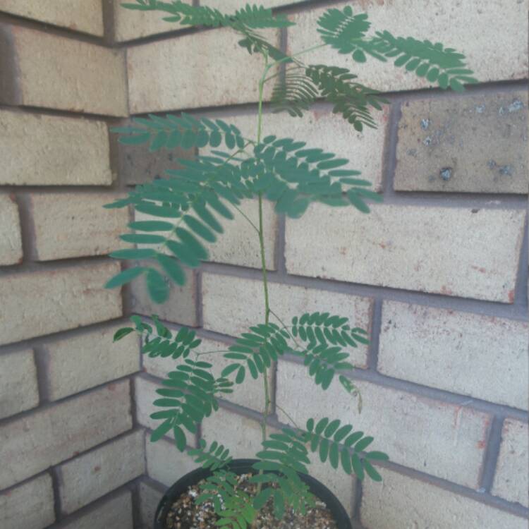 Plant image Acacia pycnantha