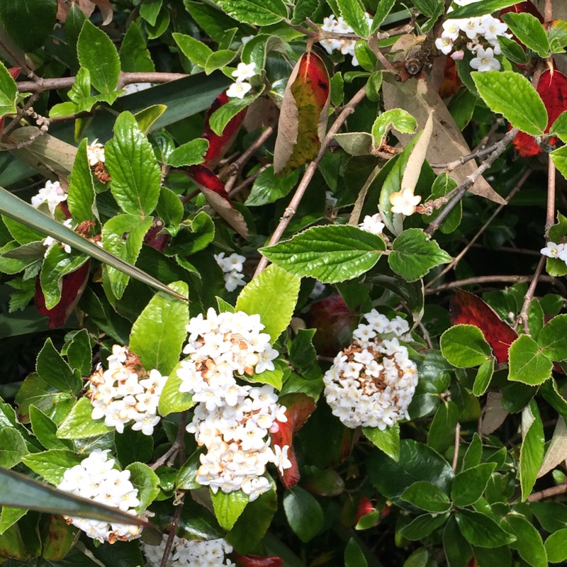 Plant image Viburnum x burkwoodii