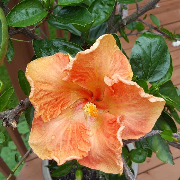 Plant image Hibiscus moscheutos 'Lord Baltimore'