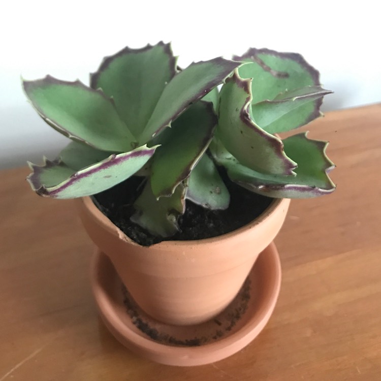 Plant image Kalanchoe Synsepala 'Gremlin'