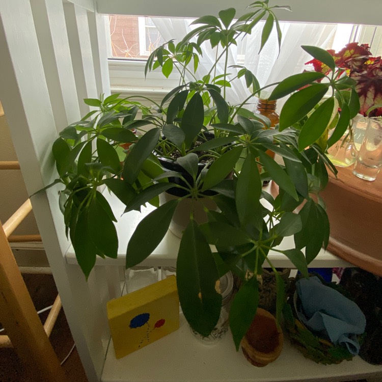 Plant image Schefflera actinophylla