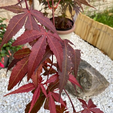 Japanese Maple 'Atropurpureum'