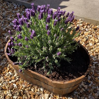 Lavender (Species) Lavender stoechas