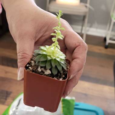 Sempervivum Arachnoideum Cebenese