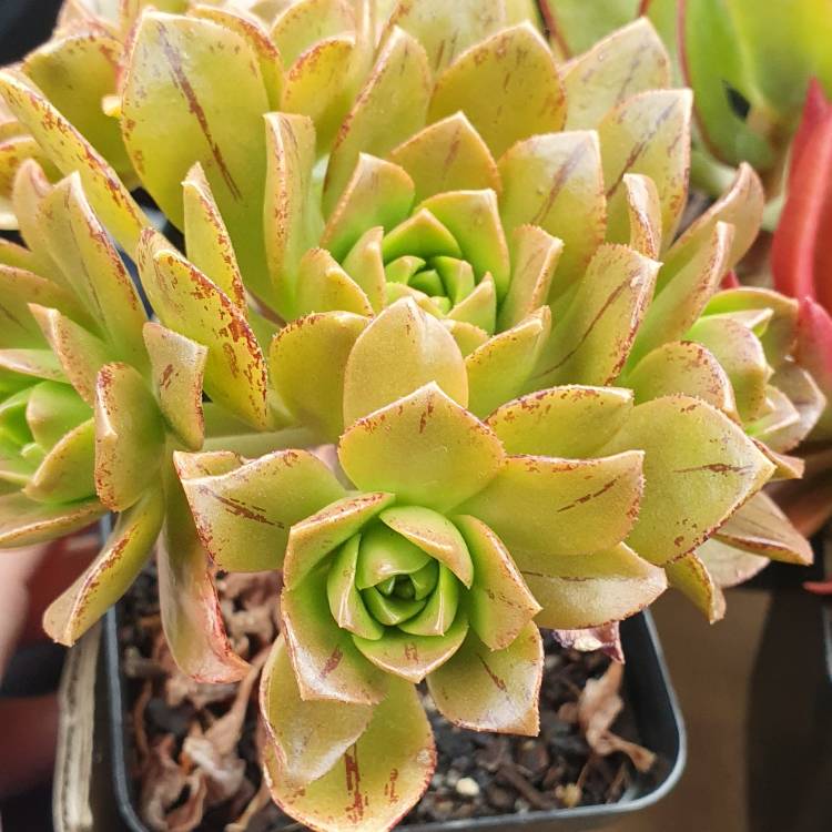 Plant image Aeonium Bronze Medal