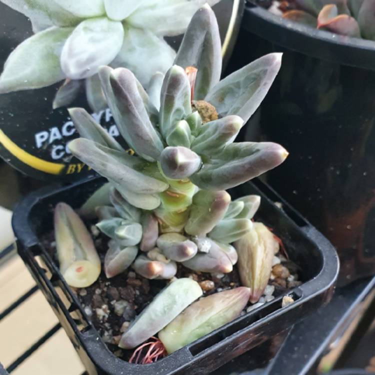 Plant image Pachyphytum Chiseled Stones