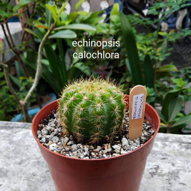 Plant image Echinopsis calochlora