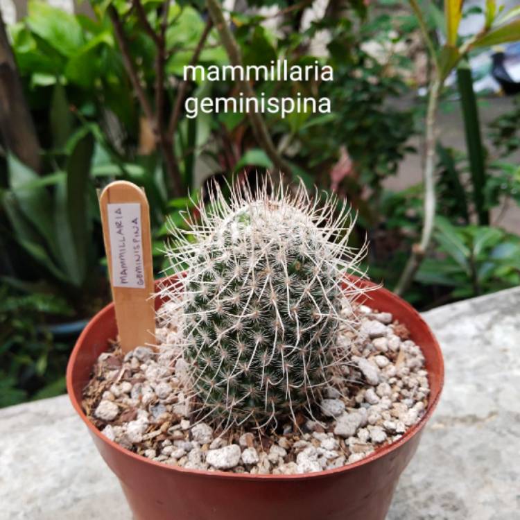 Plant image Mammillaria geminispina