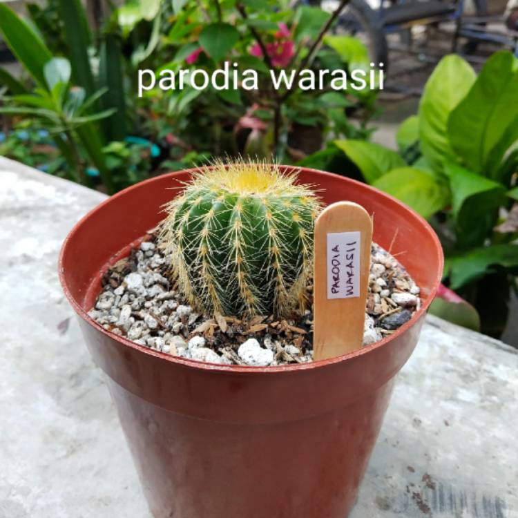 Plant image Parodia Warasii syn. Notocactus Warasii