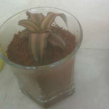 Red Earth Star