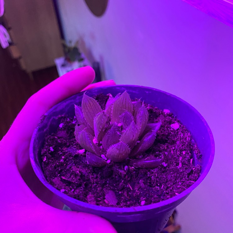 Plant image Haworthia Cooperi Red Rock