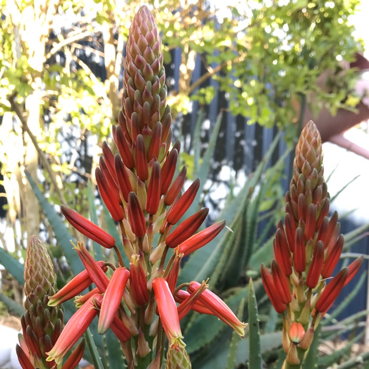 Plant image Aloe hybrid 'Always Red'