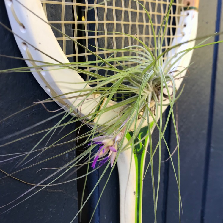 Plant image Tillandsia stricta