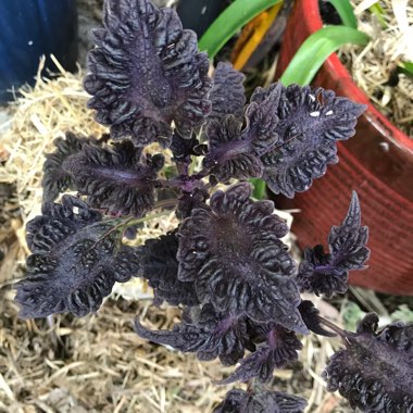 Plectranthus scutellarioides 'Signature™ 'Midnight Rambler'