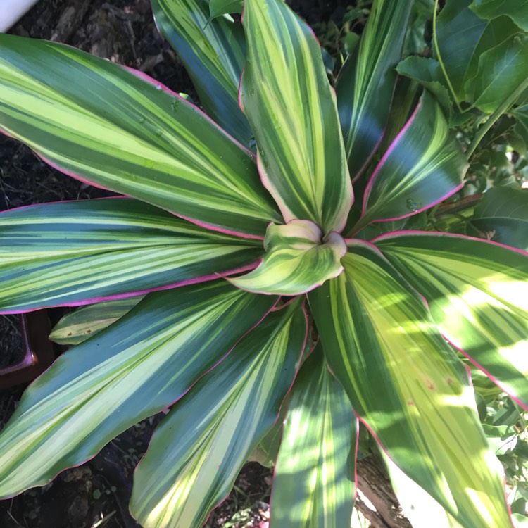 Plant image Cordyline fruticosa 'Kiwi'