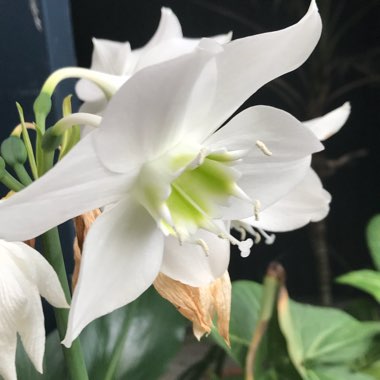 Eucharis amazonica