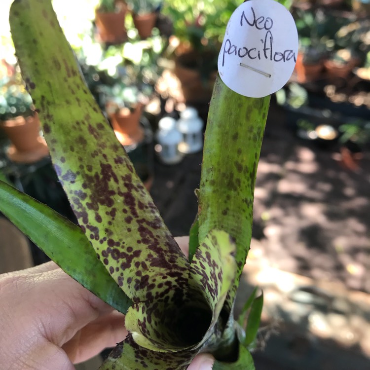 Plant image Neoregelia Pauciflora