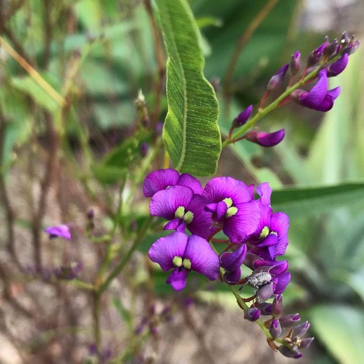 Plant image Hardenbergia violacea 'Purple'