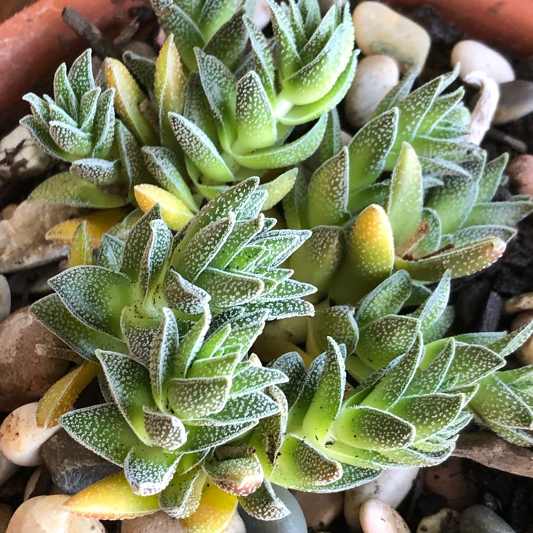 Plant image Crassula 'Frosty'