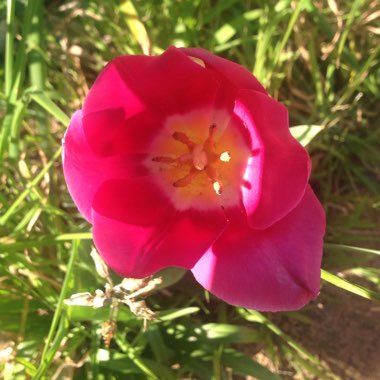 Tulip