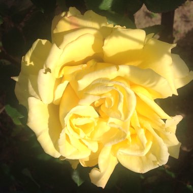 Rose (Hybrid Tea)