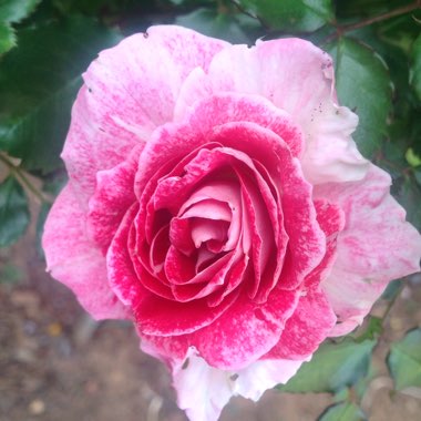 Rosa 'Regensburg'