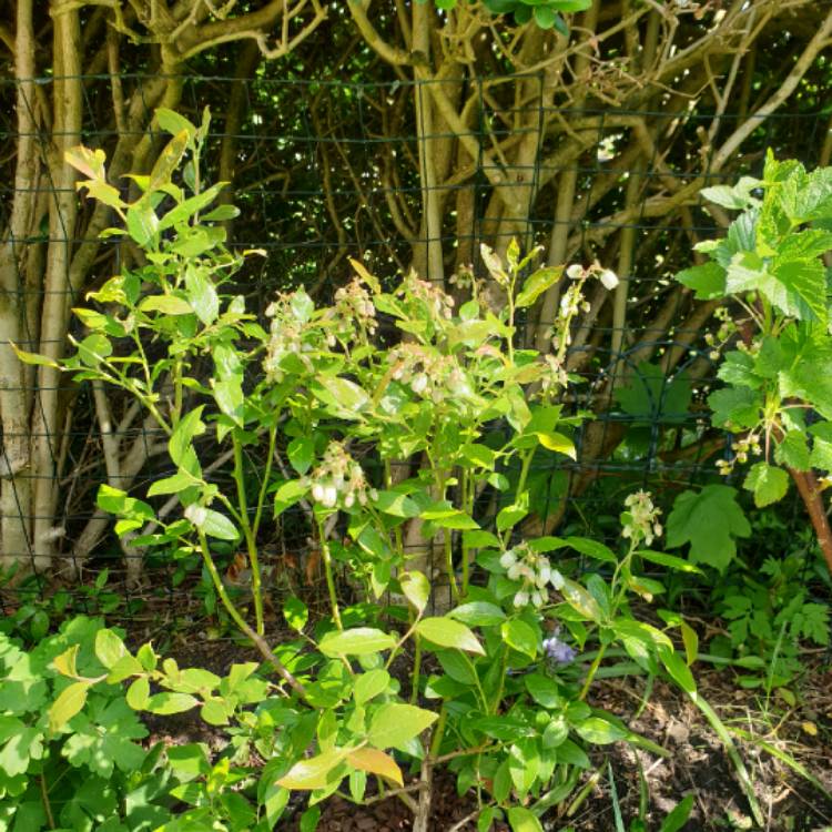 Plant image Vaccinium corymbosum 'Duke'