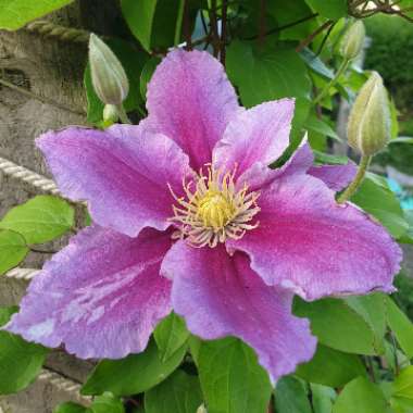 Clematis 'Piilu'