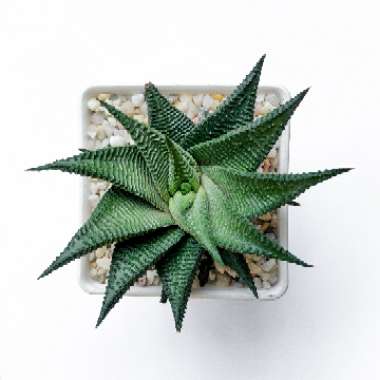 Haworthia Limifolia 