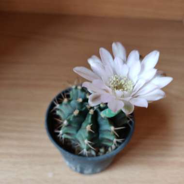 Gymnocalycium mihanovichii (Graft)