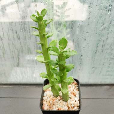 Euphorbia bisellenbeckii