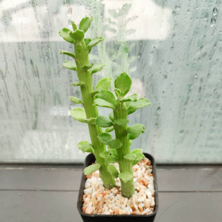 Plant image Euphorbia bisellenbeckii